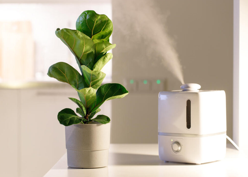 Humidifier: What It Is, How It Works, and Why It Matters – HerStyler