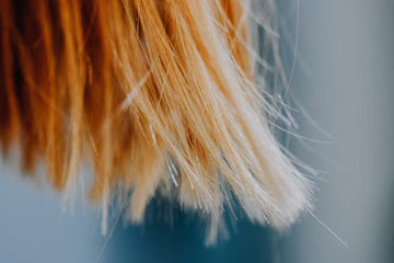 Close-up of dry, split ends